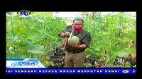BUPATI ROHIL SUYATNO PANEN MELON